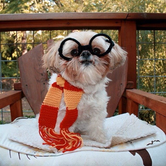 5 Tips to Safely Celebrate Halloween with Your Pets 5 Tips to Safely Celebrate Halloween with Your Pets