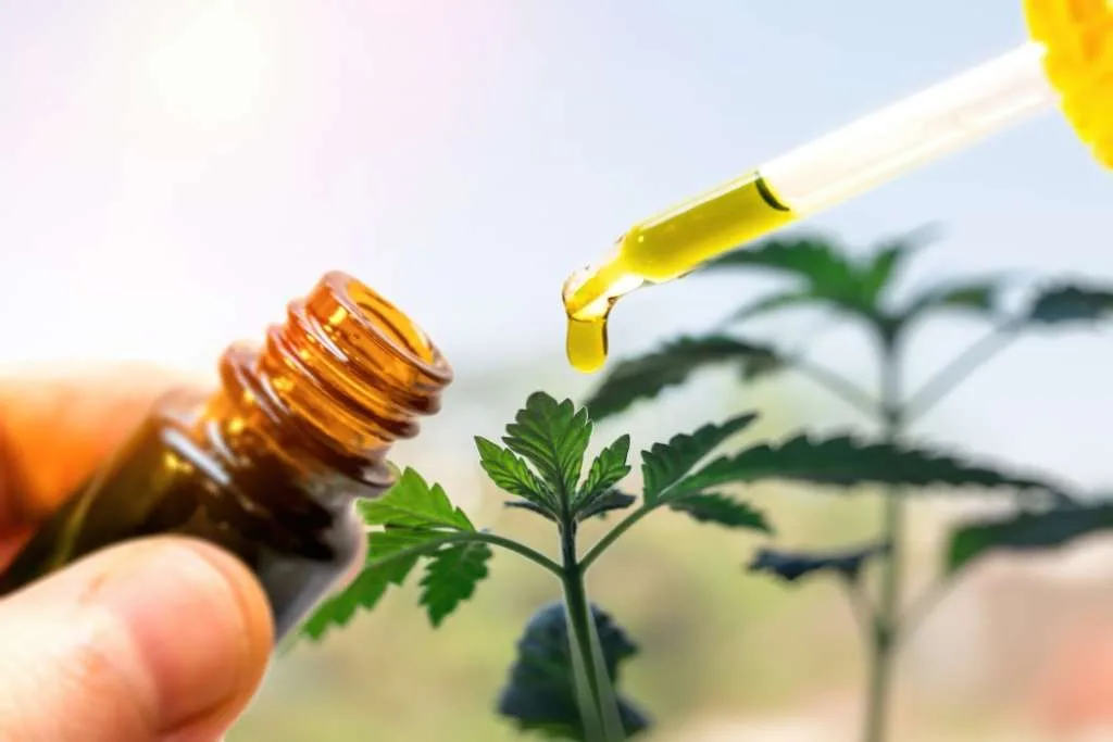 What Are the Main Differences Between CBD and THC?