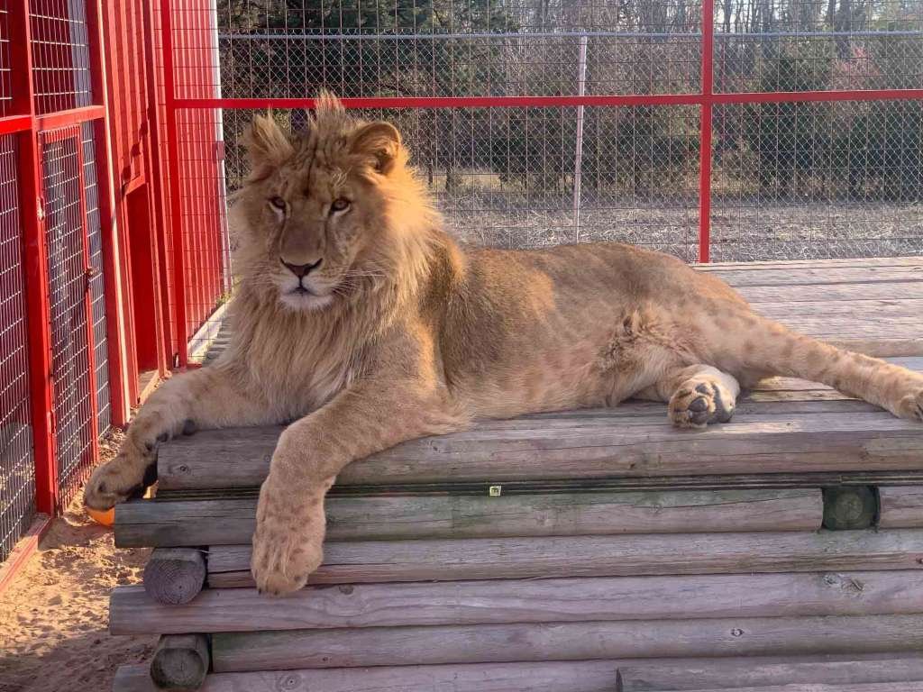 Tiger King’s Tim Stark Rebuilds His Life After Season 2’s Tragic Events (EXCLUSIVE Interview) Tiger King’s Tim Stark Rebuilds His Life After Season 2’s Tragic Events (EXCLUSIVE Interview)