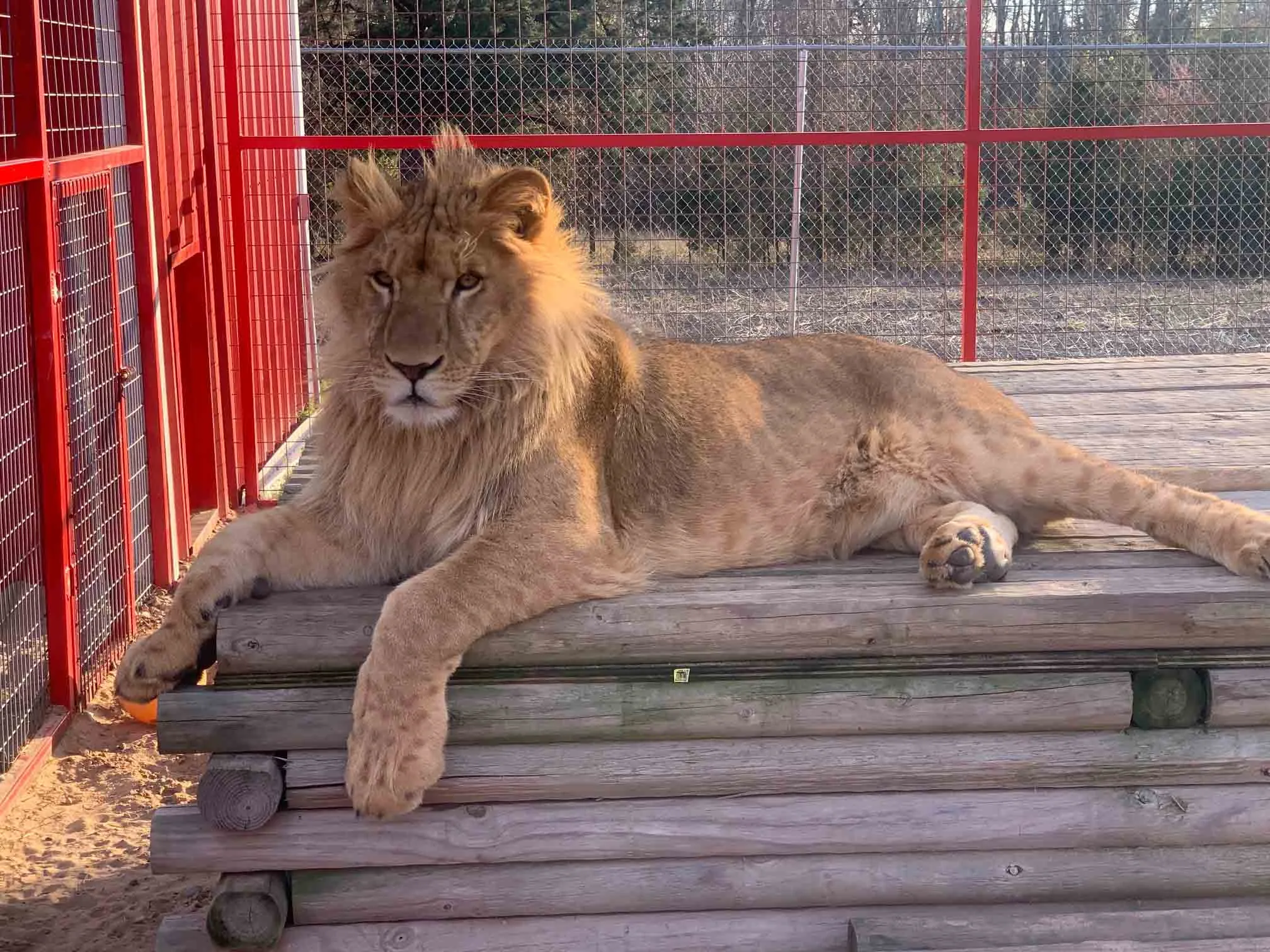 Tiger King’s Tim Stark Rebuilds His Life After Season 2’s Tragic Events (EXCLUSIVE Interview)