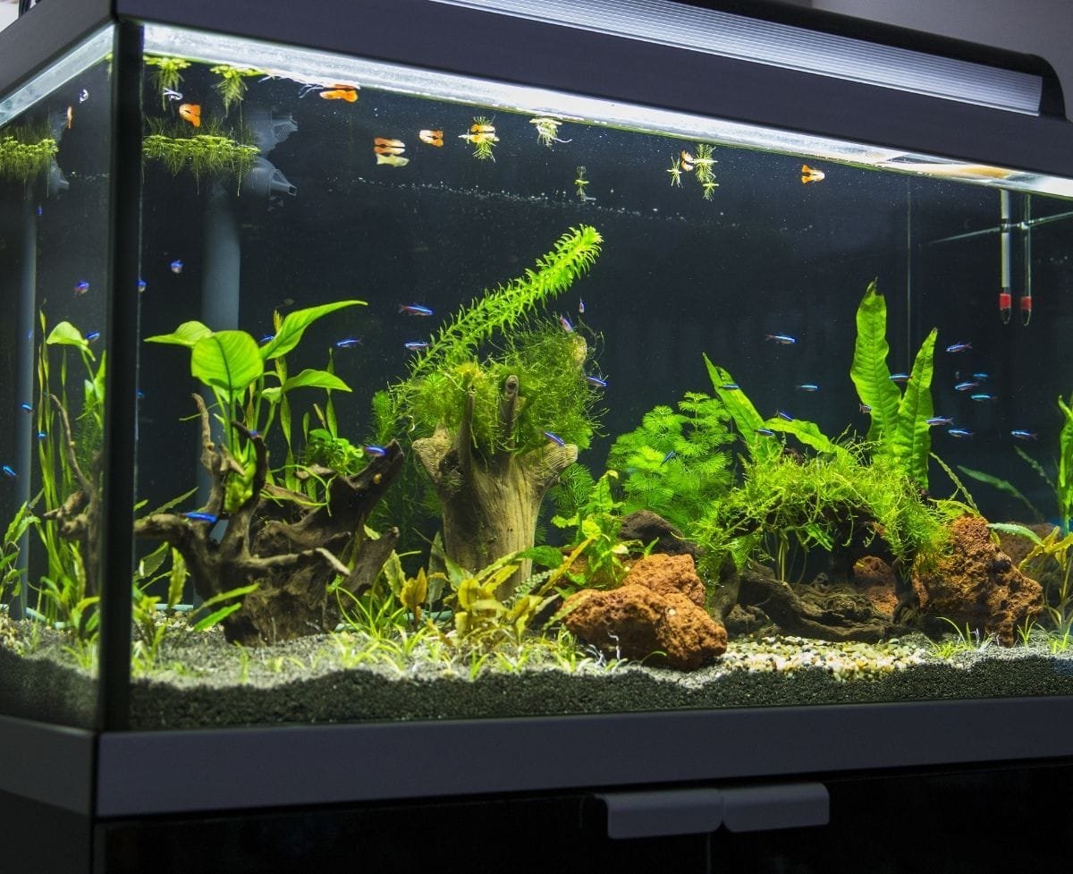 Common Mistakes Made By Beginner Saltwater Aquarium Owners Common Mistakes Made By Beginner Saltwater Aquarium Owners