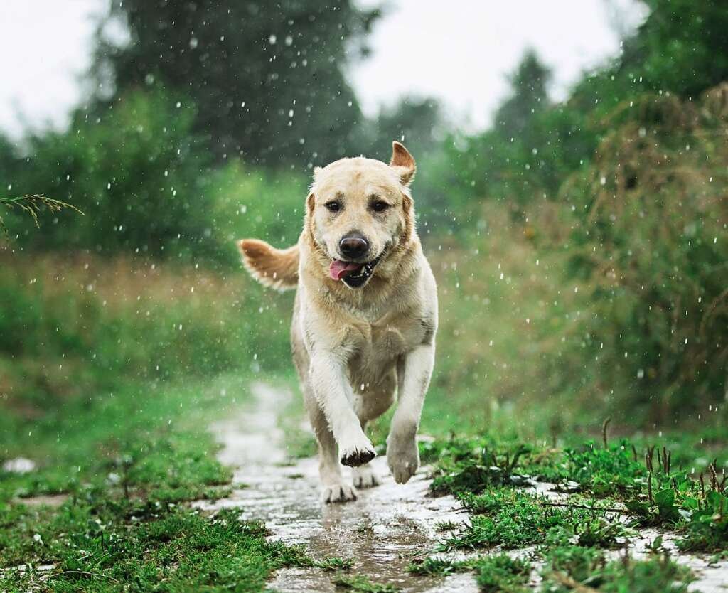 How To Keep Your Dog Dry in the Rain This Fall