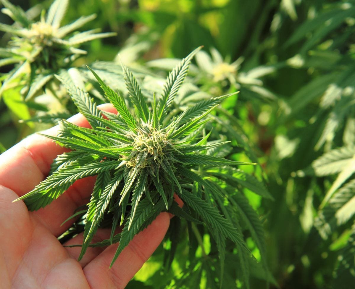 Things To Consider When Your Cannabis Begins To Flower
