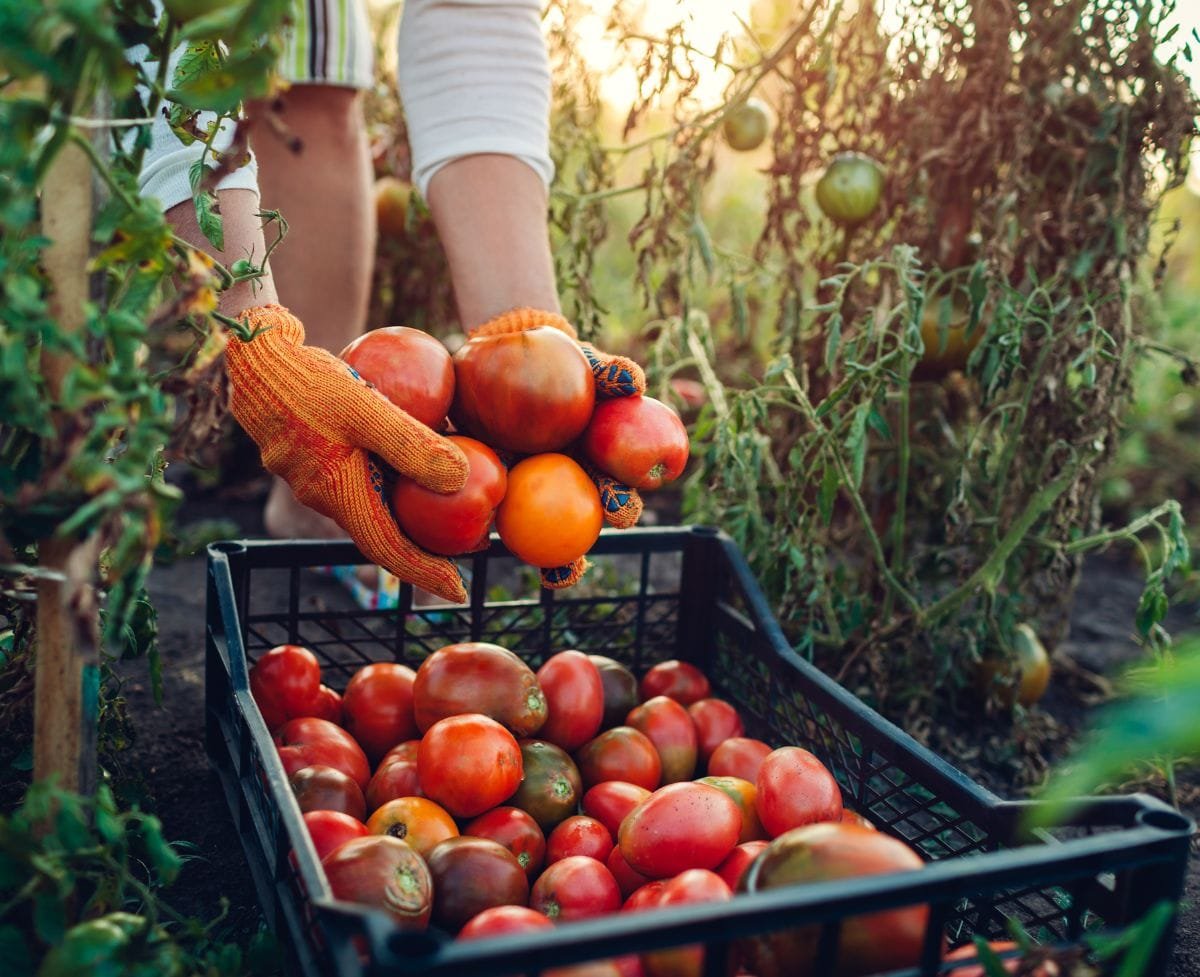 Tips for Creating a Hobby Farm in Your Backyard