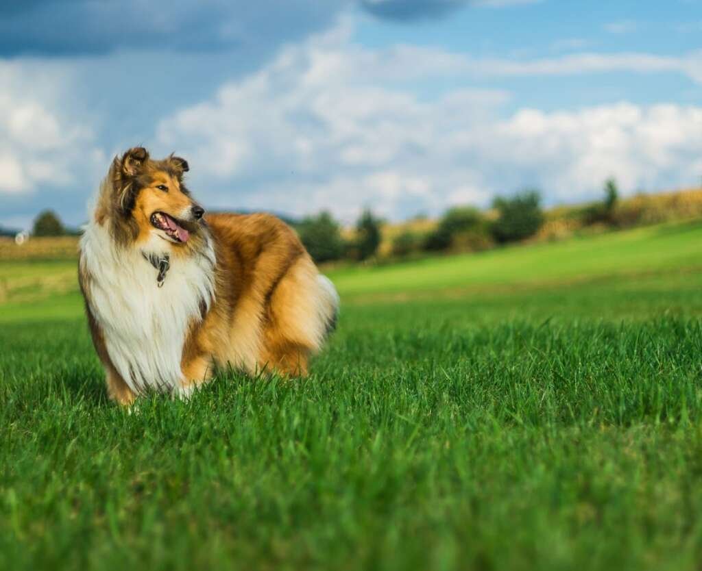 Interesting Facts To Know About Rough Collies