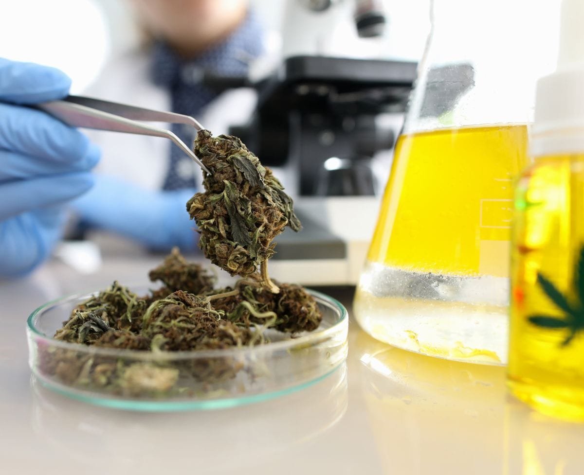 3 Reasons Why Cannabis Must Be Lab Tested – Trendizt