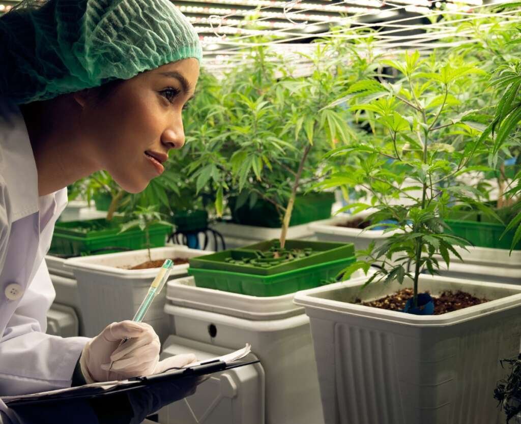 Essential Things To Know Before Growing Your Own Cannabis