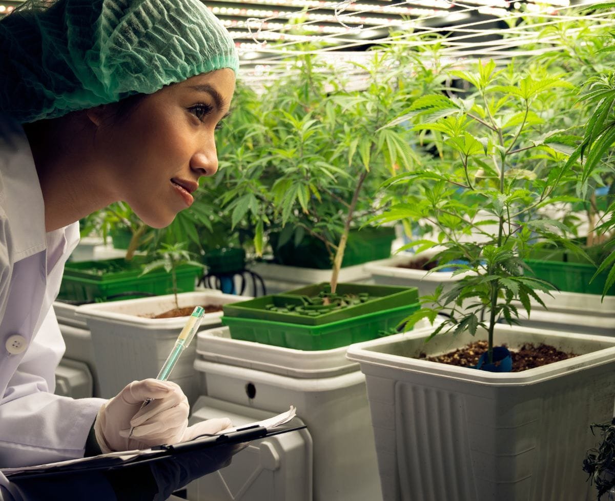 Essential Things To Know Before Growing Your Own Cannabis