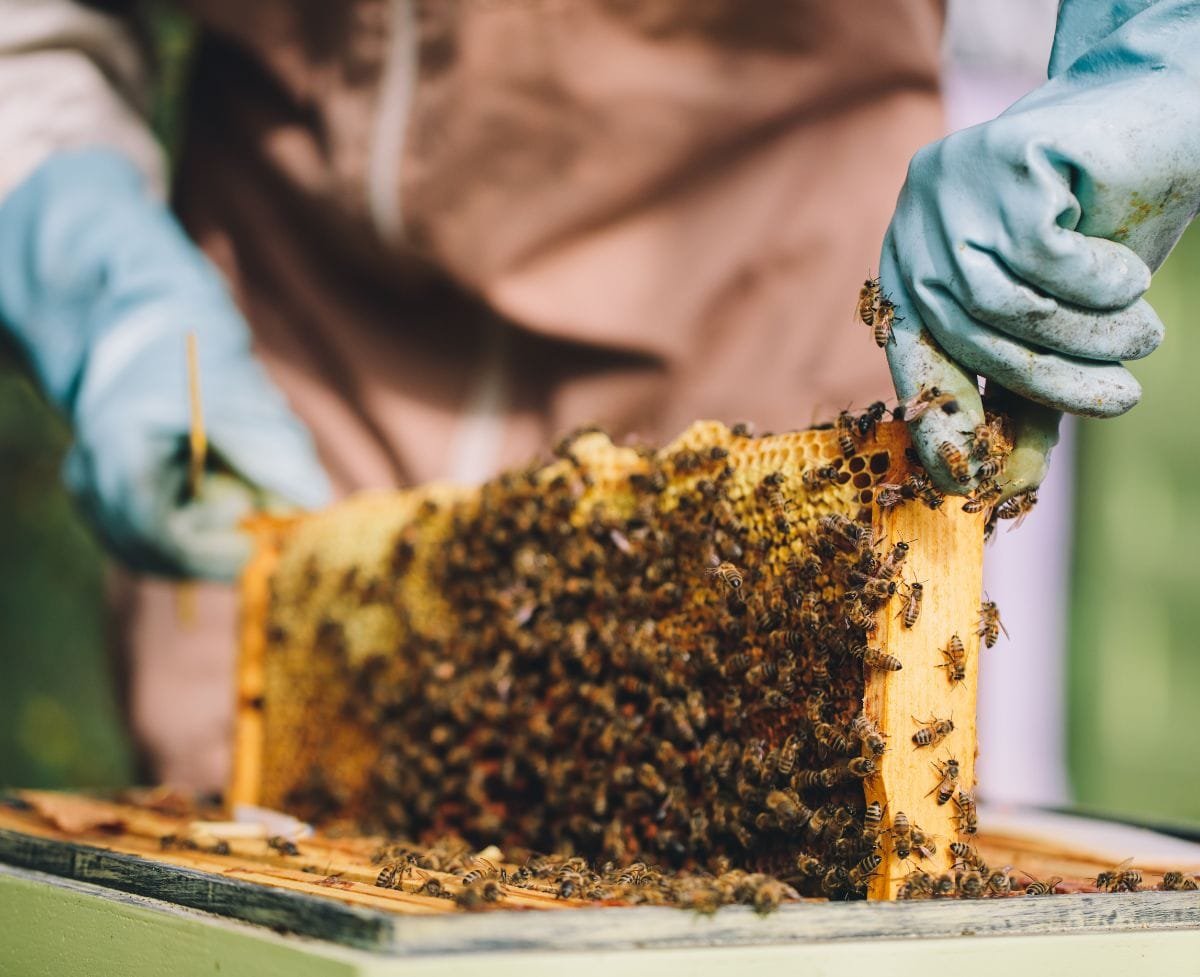 Important Things To Know Before Becoming a Beekeeper