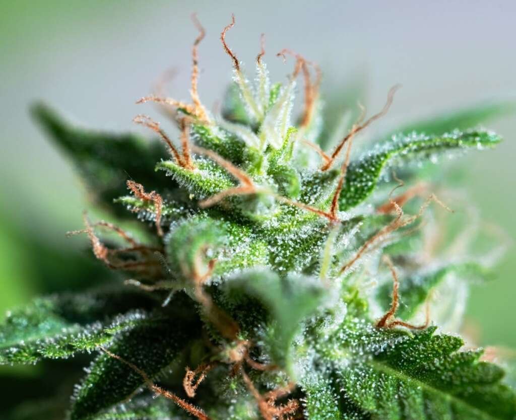Ideal Conditions for Growing Cannabis in the Flowering Stage Ideal Conditions for Growing Cannabis in the Flowering Stage