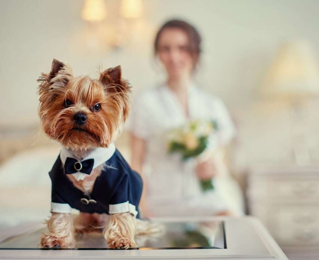 5 Ways You Can Make Your Dog Part of Your Wedding
