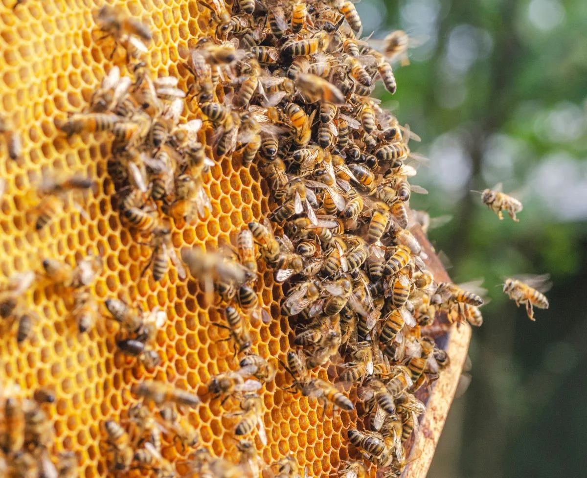 What Diseases Do Honey Bees Catch Most Often?
