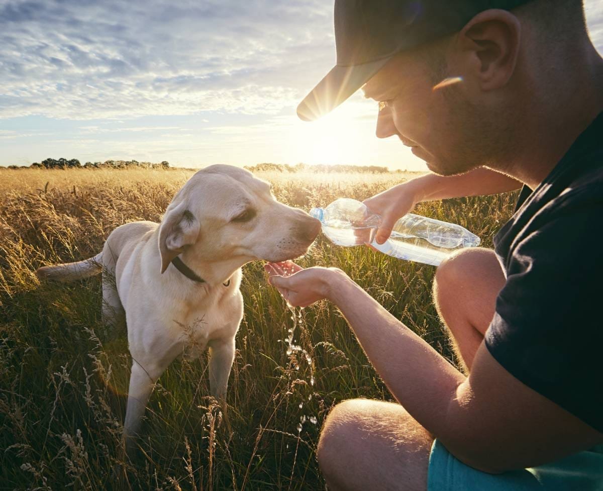 How Heatstroke Can Damage the Health of Your Dog