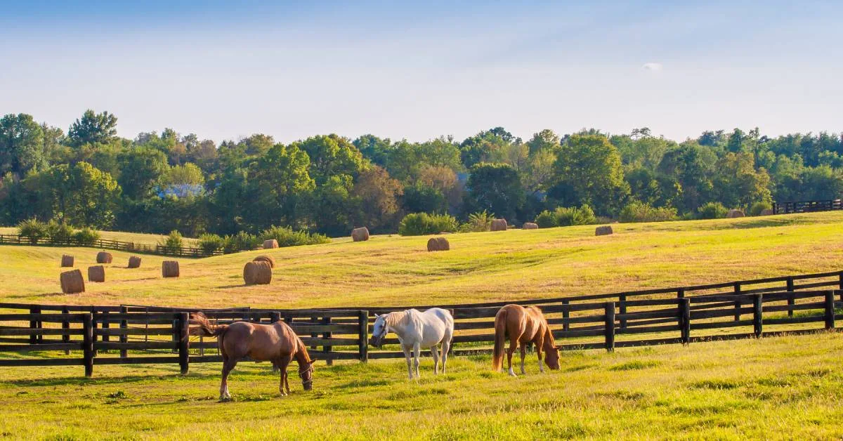 Finding the Right Horse Trailer for Your Farm