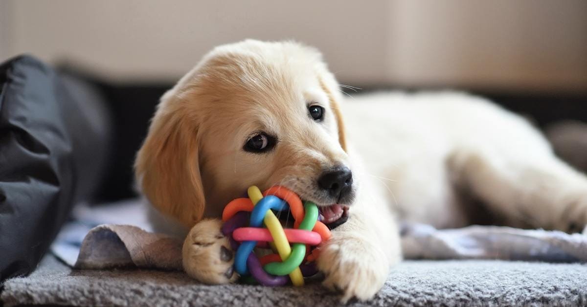 The Signs You Can and Cannot Handle a Puppy