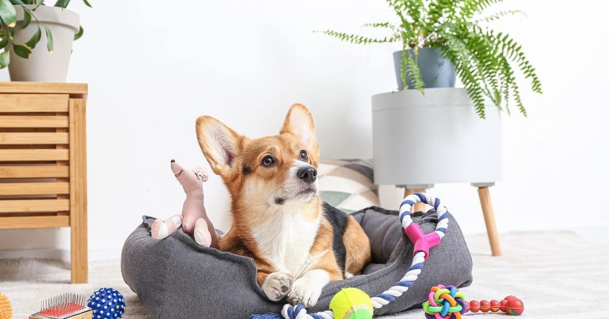 Tips for Protecting Your Dog During a Home Project